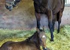 Conquest Curlinate Gets First Foal Conquest Curlinate Gets First Foal