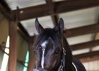 Risen Star Stakes winner Girvin will look to duplicate that victory in the Louisiana Derby April 1 at Fair Grounds