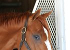 Hence seeks another graded win in the Iowa Derby
