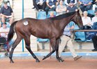 Lot 178, a Medaglia d’Oro colt, brought AU$2.4 million