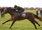 Scat Daddy colt, topped Craven sale