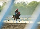 OBS Hips to Watch Include Tapwrit's Half Brother OBS Hips to Watch Include Tapwrit's Half Brother