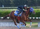 Gunnevera breezes five furlongs April 21 at Gulfstream Park West
