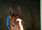 Stellar Wind Blows Into Oaklawn Park for Apple Blossom Stellar Wind Blows Into Oaklawn Park for Apple Blossom