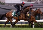 Werther galloping at Sha Tin April 27