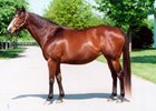 Baby Zip was the 2005 Broodmare of the Year and the dam of both City Zip and Ghostzapper
