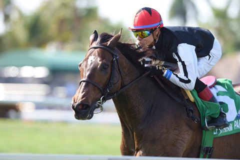 Celestine winning the Honey Fox Stakes