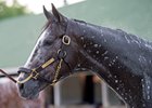 Kentucky Derby contender Tapwrit