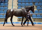 Provocative, in foal to Tavistock, brought AU$1.2 million (US$906,132)