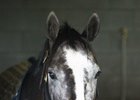 Tapwrit will eventually enter stud at Gainesway