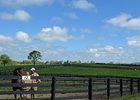 Last year's Thoroughbred Retirement Foundation open house