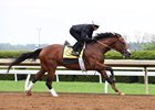 Blue Grass Hero Irap Steady in One-Mile Move Blue Grass Hero Irap Steady in One-Mile Move