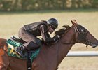 Hip 793, a Tiznow colt consigned by Bobby Dodd, works at the Ocala Breeders' Sales spring sale