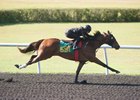 A Malibu Moon filly breezes in :20 4/5 in preparation for the Ocala Breeders' Sales spring 2-year-olds in training sale