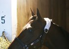 Farrell is expected to return in the summer at Saratoga Race Course