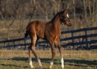 2017 Kentucky Derby winner Always Dreaming as a foal