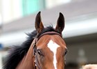 Grade 1-placed American Cleopatra is in foal to Uncle Mo