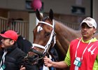 Benner Island in the paddock ahead of the Eight Belles Stakes