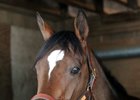 Kentucky Derby runner up Lookin At Lee