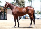 A California-bred Animal Kingdom colt sold for $245,000 to top the sale