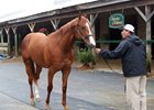 Hips to Watch: Day 2 Fasig-Tipton Midlantic Sale Hips to Watch: Day 2 Fasig-Tipton Midlantic Sale
