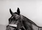 Look Back: Maryland-Bred Challedon Wins 1939 Preakness Look Back: Maryland-Bred Challedon Wins 1939 Preakness