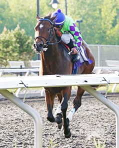 Balandeen wins the 2017 Tom Ridge Stakes