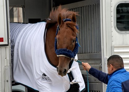 Gunnevera arrives at Pimlico Race Course on May 13 2017