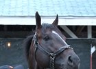 Rosie Napravnik holds Girvin, who put in a strong work Sept. 16