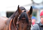 American Freedom, second to Arrogate in the 2016 Travers Stakes, is off to stud