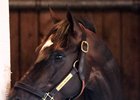 Kentucky Derby winner Always Dreaming is gearing up for a July 29 Jim Dandy Stakes run