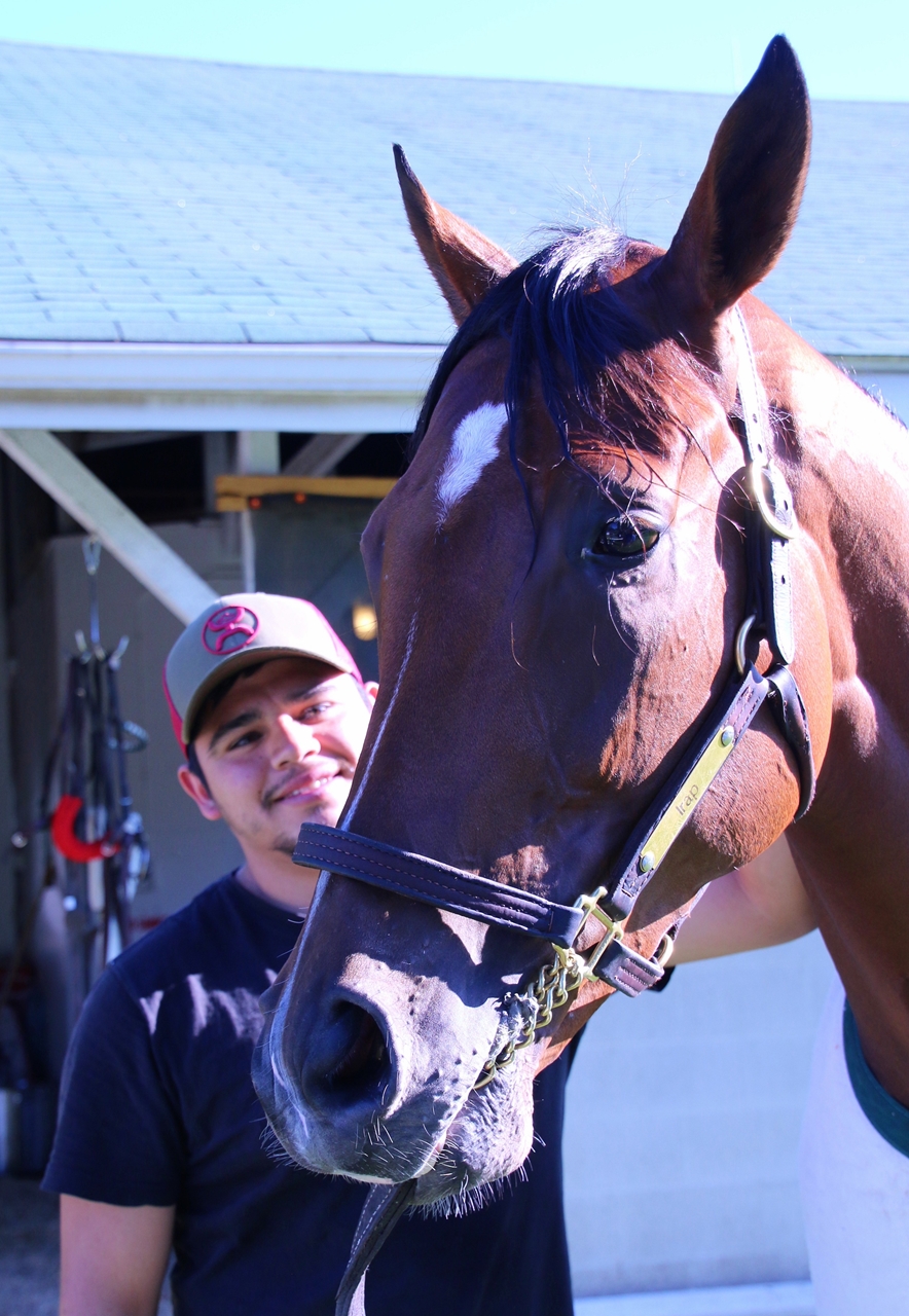 irapp horse irapp horse