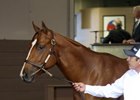 Record Curlin Colt Fuels Vibrant Midlantic Market Record Curlin Colt Fuels Vibrant Midlantic Market