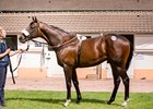 Lot 35, a Street Sense colt purchased by Kerri Radcliffe for Phoenix Thoroughbreds