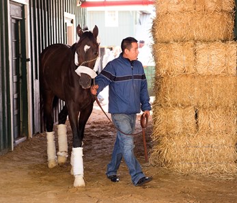 Always Dreaming Arrives at Pimlico on May 9, 2017