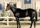 Devil His Due in 1994, the year he won the Suburban Handicap for the second time