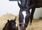 Zenyatta Gives Birth to Medaglia d'Oro Filly Zenyatta Gives Birth to Medaglia d'Oro Filly