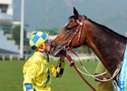 Werther is a finalist in the middle distance and stayer categories