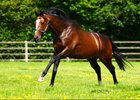 Intello at Haras du Quesnay in France
