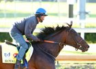 Royal Mo's Surgery Successful, Racing Career Over Royal Mo's Surgery Successful, Racing Career Over