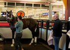 Always Dreaming aims to give Todd Pletcher his first Preakness Stakes win