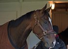 Paradise Woods at Churchill Downs