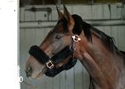 Royal Mo retires with a record of 2-2-1 from six starts and $267,200 in earnings