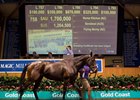 Record Day for Magic Millions Broodmare Sale Record Day for Magic Millions Broodmare Sale