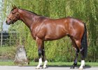 Havana Gold stands at Tweenhills Farm & Stud in England