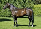 Invincible Spirit at Irish National Stud