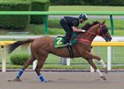 Hong Kong Invaders to Try Yasuda Kinen Hong Kong Invaders to Try Yasuda Kinen