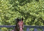 Gainesway's Birdstone was represented by Mine That Bird and Summer Bird in 2009