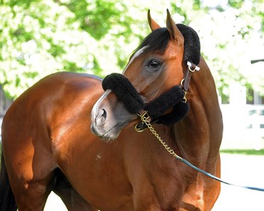 Gormley - Belmont Park, June 7, 2017