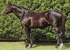 Argentina Produces Jump Start's 50th Stakes Winner Argentina Produces Jump Start's 50th Stakes Winner